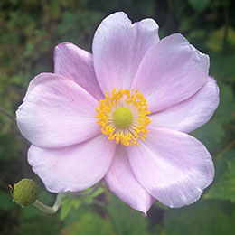 Anemone, Japanese Pink